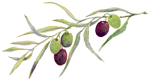olive-branch-long-green-and-black-enh-500.gif (23583 bytes)